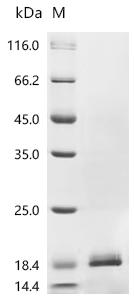 Recombinant Human Platelet factor 4 (PF4)