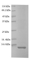 Recombinant Oncorhynchus mykiss Myelin proteolipid protein (plp), partial