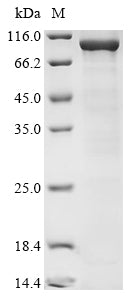 Recombinant Human DNA polymerase theta (POLQ), partial
