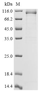 Recombinant Human DNA polymerase theta (POLQ), partial