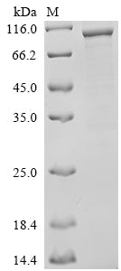 Recombinant Human DNA polymerase theta (POLQ), partial