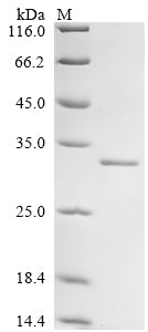 Recombinant Human DNA-directed RNA polymerase III subunit RPC1 (POLR3A), partial