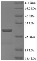 Recombinant Human DNA-directed RNA polymerase III subunit RPC10 (POLR3K)