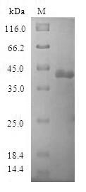 Recombinant Human Ribonuclease P protein subunit p20 (POP7)
