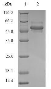 Recombinant Human POU domain, class 5, transcription factor 1 (POU5F1)
