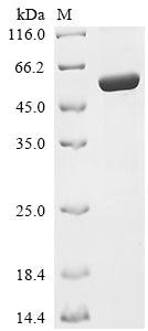 Recombinant Mycobacterium tuberculosis Amidophosphoribosyltransferase (purF)