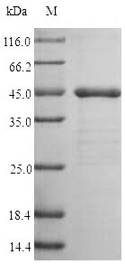 Recombinant Human Trypsin-2 (PRSS2)