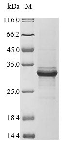 Recombinant Human Myeloblastin (PRTN3)