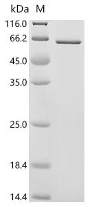 Recombinant Mouse Phosphatidylinositol 3,4,5-trisphosphate 3-phosphatase and dual-specificity protein phosphatase PTEN (Pten)