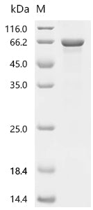 Recombinant Human Prostaglandin G/H synthase 1 (PTGS1)