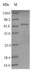Recombinant Human Regulator of G-protein signaling 17 (RGS17)