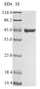 Recombinant Human 60S ribosomal protein L29 (RPL29)