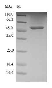 Recombinant Human Ras-related protein R-Ras2 (RRAS2)