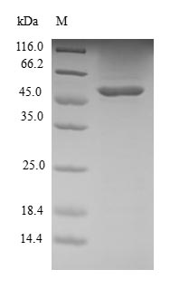 Recombinant Human Ras-related protein R-Ras2 (RRAS2)