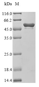 Recombinant Human Runt-related transcription factor 1 (Runx1)