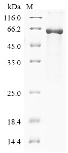Recombinant Rat Sterol carrier protein 2 (Scp2)