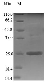 Recombinant Mouse Stromal cell-derived factor 2 (Sdf2)