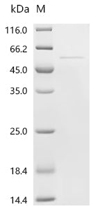 Recombinant Mouse Plasminogen activator inhibitor 2, macrophage (Serpinb2)