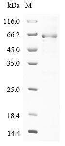 Recombinant Human Serpin B7 (SERPINB7)