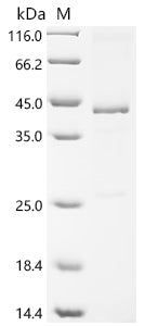 Recombinant Mouse Secreted frizzled-related protein 5 (Sfrp5)
