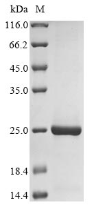 Recombinant Pig Sialoadhesin (SIGLEC1), partial