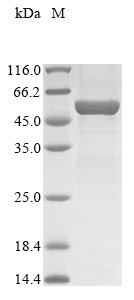 Recombinant Mouse Acid sphingomyelinase-like phosphodiesterase 3b (Smpdl3b)