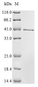 Recombinant Xenopus tropicalis Transcription factor Sox-1 (sox1)