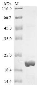 Recombinant Human C-Jun-amino-terminal kinase-interacting protein 4 (SPAG9), partial