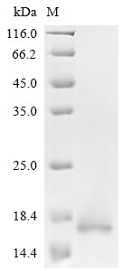 Recombinant Mouse Serine protease inhibitor Kazal-type 4 (Spink4)