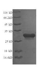 Recombinant Chicken Syntaxin-6 (STX6), partial