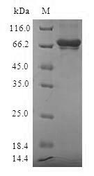 Recombinant Human Sulfotransferase family cytosolic 2B member 1 (SULT2B1)