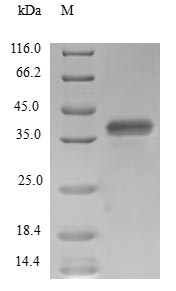 Recombinant Human Transcription elongation factor SPT4 (SUPT4H1)
