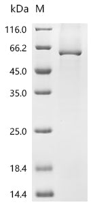Recombinant Human Protein-glutamine gamma-glutamyltransferase K (TGM1), partial