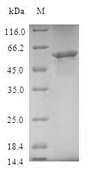 Recombinant Human Mitochondrial import receptor subunit TOM40 homolog (TOMM40)