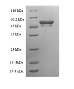 Recombinant Mouse Tryptase beta-2 (Tpsb2)