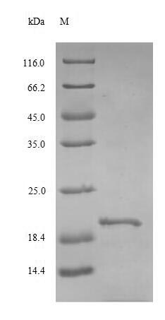 Recombinant Rat Thyrotropin subunit beta (Tshb)