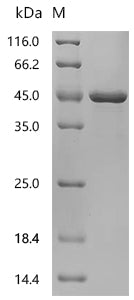Recombinant Human Titin (TTN), partial