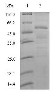 Recombinant Human Splicing factor U2AF 35KDA subunit (U2AF1)