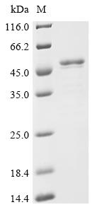 Recombinant Human Splicing factor U2AF 65 kDa subunit (U2AF2)
