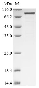 Recombinant Rat Neurosecretory protein VGF (Vgf)