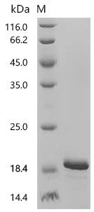 Recombinant Mouse VIP peptides (Vip)