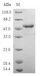 Recombinant Human WNT1-inducible-signaling pathway protein 2 (WISP2)
