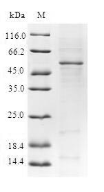 Recombinant Human YEATS domain-containing protein 4 (YEATS4)