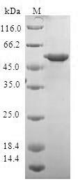 Recombinant Human 14-3-3 protein theta (YWHAQ)