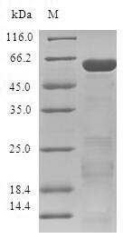 Recombinant Human Zinc finger protein 346 (ZNF346)