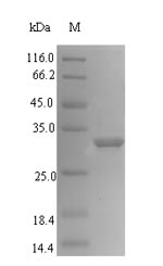 Recombinant Actinidia deliciosa Bet v 1 related allergen (ypr-10)