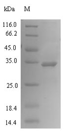 Recombinant Prunus dulcis x Prunus persica Putative allergen Pru p 1.01