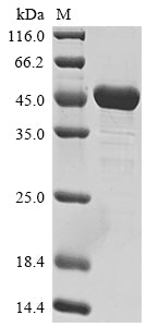 Recombinant Human Paired box protein Pax-5 (PAX5)