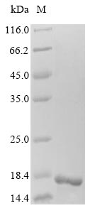 Recombinant Danio rerio Transthyretin (TTR)