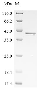 Recombinant Human Heterogeneous nuclear ribonucleoproteins A2/B1 (HNRNPA2B1)
